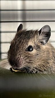 Osmák degu