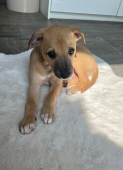 Vipet/ whippet štěňátka
