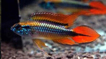 Apistogramma agassizi double red