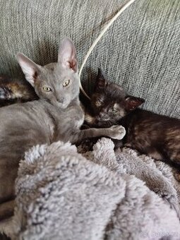Cornish rex koťátko