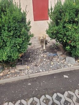 Zlaty Retrivr
