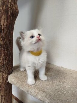 Kočička ragdoll s PP