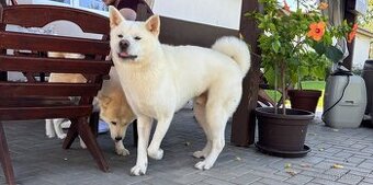 Akita Inu rezervácia čistokrvné šteniatka