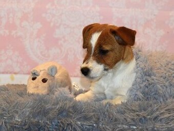 Jack Russel teriér s PP