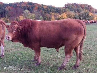 Prodám plemenného byla limousine