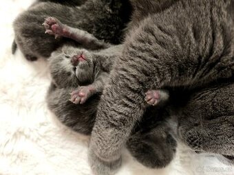 Čistokrevná Britská koťátka k rezervaci... Vánoční