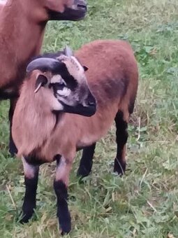 Kamerunský beránek