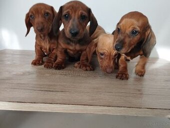 Jezevčík trpasličí