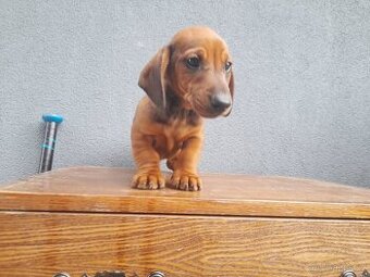 Jezevčík trpasličí