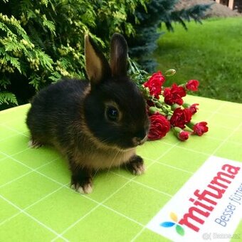 Mláďata zakrslých králíčků z chovu mistra Evropy