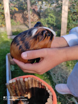 Malá morčátka (samci)