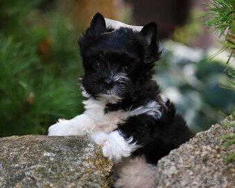 barevný jorkšírský teriér s pp