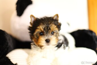 biewer jorkšírský teriér s pp