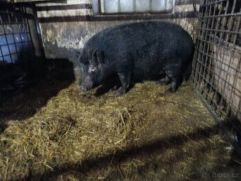 Kanec daruji za symbol.1000kč váha 130 kg