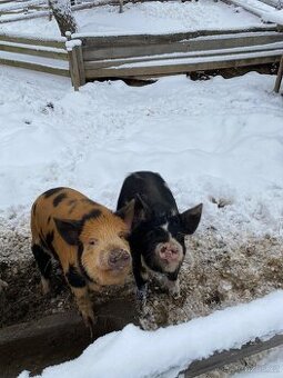 5ti měsíční selata kune - kune