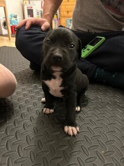 Štěňata - Americký stafordšírský teriér bez PP