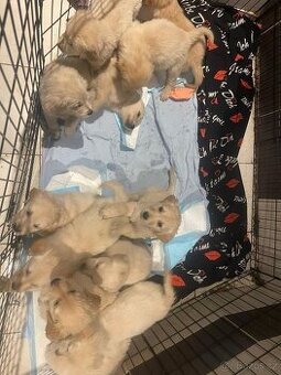 Zlatý retrívr štěňátka