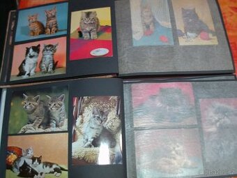 Pohledy koček v albumu