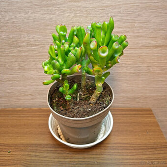 Crassula Ovata Gollum