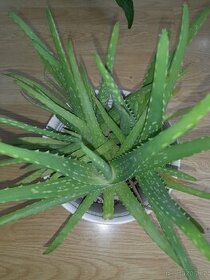 Aloe Vera a pnoucí pokojová rostlina-Syngonium