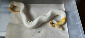 Python regius albino piebald