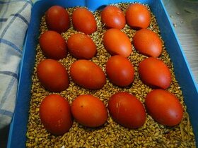 násadová vejce Maranska