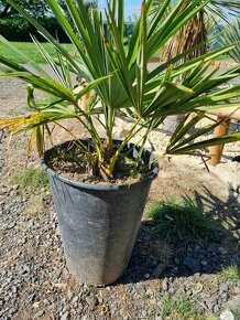 Trachycarpus fortunei - palma