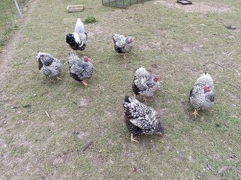 Wyandotka velká, násadová vejce NV