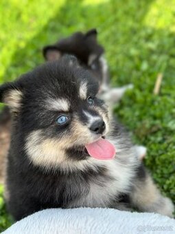 Pomsky / Pomeranian / Husky