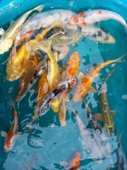 kapr koi