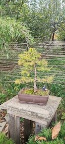 bonsai, bonsaj Modřín