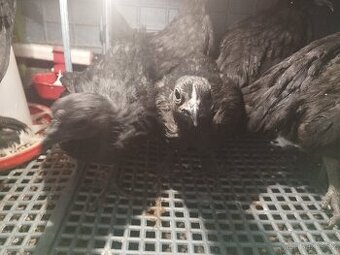 NV Ayam Cemani