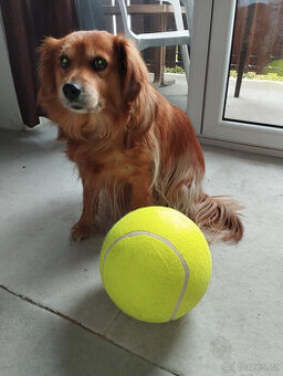 Psí balón - 1