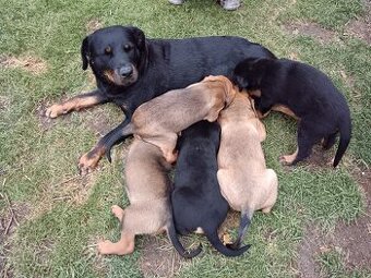 Steně RTW x Ridgeback - poslední volný pes. K ODBĚRU