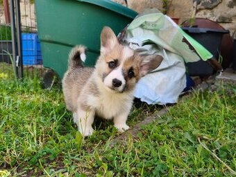 Welsh corgi Pembroke s PP