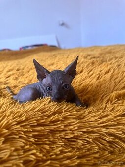 Kanadský Sphynx s průkazem původu