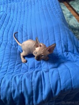 Kanadský Sphynx s průkazem původu