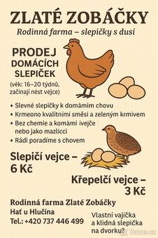 Krepelci vejce konzumní i nasadkova - 1