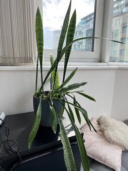 🌿 Pokojové rostliny za odvoz – Praha
