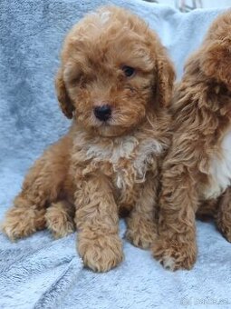 Cavapoo pudl kavalir