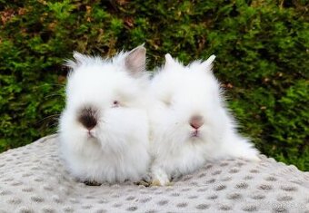 Zakrslý králík, králíček - TEDDY - ONDŘEJ a OTA