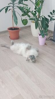 Kočka ragdoll
