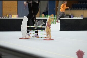 Sportovní králík bez pp - Queenie