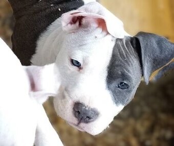 Americký stafordšírský teriér modrá št.s rodokmenem k odběru