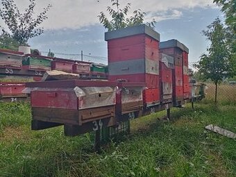 Vyzimovaná včelstva, vyzimované oddělky, langstroth 2/3