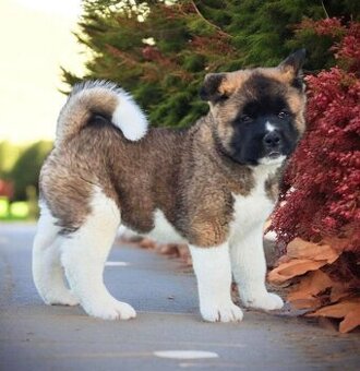 AmerickaAkijs pejsek