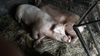 Prodej vykrmeného domácího prasete