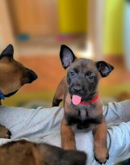 Belgický ovčák malinois s pp