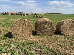 Nová sklizeň Vojtěškové seno,vojtěška,jetel ,sláma