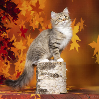 Sibiřská kočka - kocourek s PP Rick